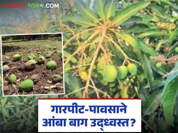Mango Farming Tips : अवकाळी पावसानंतर आंबा बाग वाचवायची? 'या' उपायांनी टळेल मोठं नुकसान!