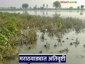 Marathwada Rain Update : गणेशोत्सवात पावसाचा जोर; मराठवाड्यात मुसळधार सरी वाचा सविस्तर Marathwada Rain Update : गणेशोत्सवात पावसाचा जोर; मराठवाड्यात मुसळधार सरी वाचा सविस्तर
