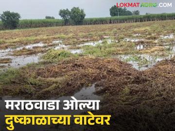 Marathwada Crop Damage : मराठवाडा ओल्या दुष्काळाच्या वाटेवर; १६ लाख हेक्टरवरील पिके जलमय - Marathi News | latest news Marathwada Crop Damage: Marathwada on the verge of a wet drought; Crops on 16 lakh hectares are waterlogged | Latest News at Lokmat.com