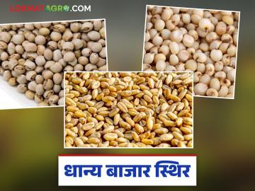 Market Update : धान्य बाजारात स्थिरता; शेतकऱ्यांना मोठा दिलासा वाचा सविस्तर - Marathi News | latest news Market Update: Stability in the grain market; Big relief for farmers Read in detail | Latest News at Lokmat.com