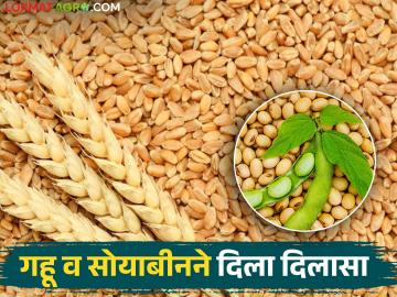 Market Update : 'या' बाजार समितीत गहू व सोयाबीन दर स्थिर; ज्वारीलाही भाव वाचा सविस्तर - Marathi News | latest news Market Update: Wheat and soybean prices stable in this market committee; Read the price of jowar in detail | Latest News at Lokmat.com Market Update : 'या' बाजार समितीत गहू व सोयाबीन दर स्थिर; ज्वारीलाही भाव वाचा सविस्तर - Marathi News | latest news Market Update: Wheat and soybean prices stable in this market committee; Read the price of jowar in detail | Latest News at Lokmat.com