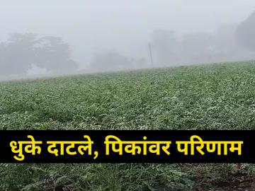 धुक्यामुळे होणार पिकांवर परिणाम! - Marathi News | maharashtra agriculture farmer rain Heavy fog impact crops damage | Latest agriculture News at Lokmat.com
