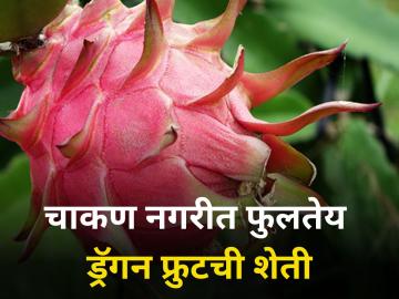 Pune : चाकण औद्योगिक नगरीत फुलतेय ड्रॅगन फ्रुटची शेती - Marathi News | Dragon fruit farming flourishing in the industrial city Chakan in pune | Latest agriculture News at Lokmat.com