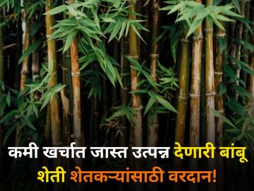 कमी खर्चात जास्त उत्पन्न देणारी बांबू शेती शेतकऱ्यांसाठी वरदान! - Marathi News | maharashtra agriculture farmer bamboo farming which gives more income lower cost | Latest agriculture News at Lokmat.com कमी खर्चात जास्त उत्पन्न देणारी बांबू शेती शेतकऱ्यांसाठी वरदान! - Marathi News | maharashtra agriculture farmer bamboo farming which gives more income lower cost | Latest agriculture News at Lokmat.com