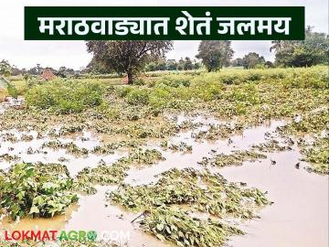 Marathwada Crop Damage : मराठवाड्यात सलग दुसऱ्या दिवशी मुसळधार पाऊस; शेतं जलमय वाचा सविस्तर - Marathi News | latest news Marathwada Crop Damage: Heavy rains for the second consecutive day in Marathwada; Fields flooded Read in detail | Latest News at Lokmat.com Marathwada Crop Damage : मराठवाड्यात सलग दुसऱ्या दिवशी मुसळधार पाऊस; शेतं जलमय वाचा सविस्तर - Marathi News | latest news Marathwada Crop Damage: Heavy rains for the second consecutive day in Marathwada; Fields flooded Read in detail | Latest News at Lokmat.com