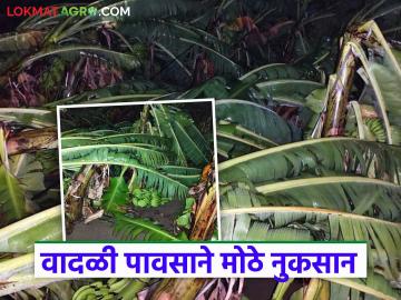Marathawada Crop Damage: वादळी पावसाने केळी-पपईचे शेत उद्ध्वस्त; वीज पुरवठा खंडित वाचा सविस्तर - Marathi News | latest news Marathawada Crop Damage: Stormy rains destroy banana and papaya fields; Power supply disrupted Read in detail | Latest News at Lokmat.com Marathawada Crop Damage: वादळी पावसाने केळी-पपईचे शेत उद्ध्वस्त; वीज पुरवठा खंडित वाचा सविस्तर - Marathi News | latest news Marathawada Crop Damage: Stormy rains destroy banana and papaya fields; Power supply disrupted Read in detail | Latest News at Lokmat.com
