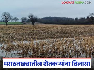 Marathwada Crop Damage : शेतकऱ्यांना दिलासा! मराठवाड्यातील शेतकऱ्यांसाठी सरकारची आर्थिक मदत - Marathi News | latest news Marathwada Crop Damage: Relief for farmers! Government financial assistance for farmers in Marathwada | Latest News at Lokmat.com Marathwada Crop Damage : शेतकऱ्यांना दिलासा! मराठवाड्यातील शेतकऱ्यांसाठी सरकारची आर्थिक मदत - Marathi News | latest news Marathwada Crop Damage: Relief for farmers! Government financial assistance for farmers in Marathwada | Latest News at Lokmat.com
