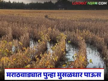 Marathwada Heavy Rain : मराठवाड्यात पुन्हा मुसळधार पाऊस; ४० मंडळांत अतिवृष्टी, १२०० गावांवर संकट! - Marathi News | latest news Marathwada Heavy Rain: Heavy rain again in Marathwada; Heavy rain in 40 mandals, 1200 villages in crisis! | Latest News at Lokmat.com
