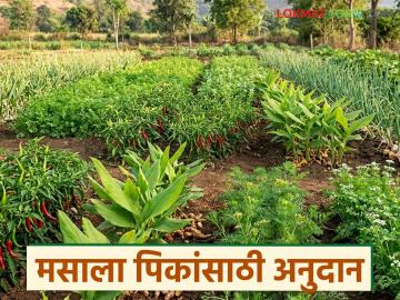 Masala Crop Subsidy : 50 टक्के अनुदानावर हळद, मिरची आणि मसाला पिकांसाठी अनुदान; वाचा संपूर्ण प्रक्रिया  - Marathi News | Latest news 50 percent subsidy for turmeric, chilli and spice crops; Read the complete process | Latest smart-farming News at Lokmat.com