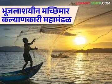 Agriculture News : मच्छिमार बांधवासाठी महत्वपूर्ण निर्णय, मत्स्यबीज संचयन, उत्पादन, संवर्धन होणार - Marathi News | Latest News important decisions for fishermen, fish seed storage, production, conservation | Latest News at Lokmat.com Agriculture News : मच्छिमार बांधवासाठी महत्वपूर्ण निर्णय, मत्स्यबीज संचयन, उत्पादन, संवर्धन होणार - Marathi News | Latest News important decisions for fishermen, fish seed storage, production, conservation | Latest News at Lokmat.com
