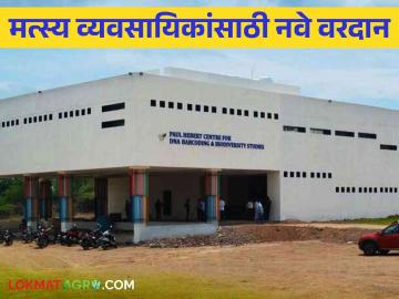 Fish Farming : मत्स्य व्यावसायिकांसाठी आता मदतीला येणार 'डीएनए बारकोडिंग'; - Marathi News | Fish Farming: 'DNA Barcoding' will now come in handy for fish farmers | Latest News at Lokmat.com Fish Farming : मत्स्य व्यावसायिकांसाठी आता मदतीला येणार 'डीएनए बारकोडिंग'; - Marathi News | Fish Farming: 'DNA Barcoding' will now come in handy for fish farmers | Latest News at Lokmat.com