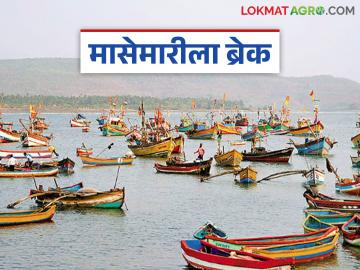 मासेमारीच्या हंगामाला लागला ब्रेक; नौका किनाऱ्यावरच मच्छीमार बांधव धास्तावले - Marathi News | Fishing season comes to a halt; Fishermen panic as boats remain on shore | Latest News at Lokmat.com मासेमारीच्या हंगामाला लागला ब्रेक; नौका किनाऱ्यावरच मच्छीमार बांधव धास्तावले - Marathi News | Fishing season comes to a halt; Fishermen panic as boats remain on shore | Latest News at Lokmat.com