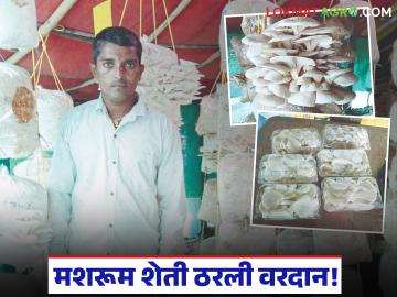 Mushroom Farming Success Story : मातीतलं सोनं: गेवराईच्या माउली सगळेंनी मशरूम शेतीत घडवला 'चमत्कार' - Marathi News | latest news Mushroom Farming Success Story: Gold in the Soil: The villagers of Gevrai created a 'miracle' in mushroom farming | Latest success-story News at Lokmat.com