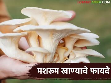 Mushroom Benefits : मशरुम खा, हृदयाला जपा, वजन कमी करा अन् मधुमेहाला नियंत्रित करा, वाचा मशरुम खाण्याचे फायदे - Marathi News | Latest news beneficial for heart, lose weight and control diabetes, read the benefits of eating mushrooms | Latest News at Lokmat.com