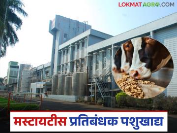 राज्यातील या दूध संघाने तयार केले मस्टायटीस प्रतिबंधक पशुखाद्य; देशातील हा पहिलाच प्रयोग - Marathi News | This milk association in the state has prepared mastitis-preventing animal feed; This is the first experiment in the country | Latest News at Lokmat.com