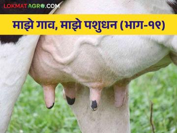 मस्टायटिस होऊ नये म्हणून काय उपाययोजना करायला हव्यात वाचा सविस्तर - Marathi News | Read in detail what measures should be taken to prevent mastitis during monsoon | Latest News at Lokmat.com