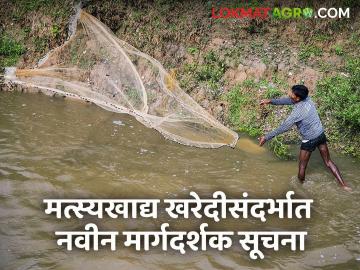 मत्स्यखाद्य खरेदीसंदर्भात नवीन मार्गदर्शक सूचना लागू, काय आहेत या सूचना? - Marathi News | Latest News fish farming New guidelines regarding fish feed procurement have been implemented | Latest News at Lokmat.com मत्स्यखाद्य खरेदीसंदर्भात नवीन मार्गदर्शक सूचना लागू, काय आहेत या सूचना? - Marathi News | Latest News fish farming New guidelines regarding fish feed procurement have been implemented | Latest News at Lokmat.com