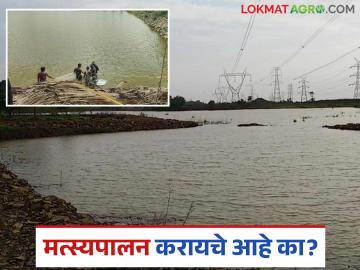 Fish Farming : तुम्हाला मत्स्यपालन करायचे आहे का? मग इथे मिळतील शुद्ध बीज, वाचा सविस्तर - Marathi News | Latest News Fish farming Pure seeds for fish farming will be available from Krishi Vigyan Kendra | Latest News at Lokmat.com Fish Farming : तुम्हाला मत्स्यपालन करायचे आहे का? मग इथे मिळतील शुद्ध बीज, वाचा सविस्तर - Marathi News | Latest News Fish farming Pure seeds for fish farming will be available from Krishi Vigyan Kendra | Latest News at Lokmat.com