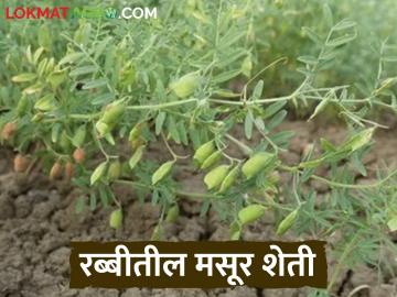 Masur Sheti : मसुरच्या कमी पाण्यात जास्त उत्पादन देणाऱ्या जाती कोणत्या? जाणून घ्या सविस्तर - Marathi News | Latest nnews Masur sheti Top masoor lenlit varities will benefit farmers in lakhs know how | Latest News at Lokmat.com Masur Sheti : मसुरच्या कमी पाण्यात जास्त उत्पादन देणाऱ्या जाती कोणत्या? जाणून घ्या सविस्तर - Marathi News | Latest nnews Masur sheti Top masoor lenlit varities will benefit farmers in lakhs know how | Latest News at Lokmat.com