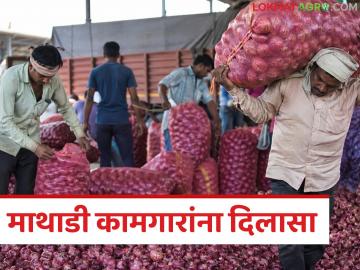 Agriculture News : माथाडी कामगारांना दिलासा, पण शेतकऱ्यांचा खर्च वाढणार? - Marathi News | latest news Agriculture News: Relief for Mathadi workers, but will farmers' expenses increase? | Latest market-yard News at Lokmat.com