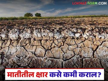 जमिनीत क्षार नक्की कशामुळे वाढतात? क्षाराचे प्रमाण कमी करण्यासाठी काय उपाय करावेत? - Marathi News | What exactly causes salts to increase in the soil? What measures can be taken to reduce the amount of salts? | Latest News at Lokmat.com जमिनीत क्षार नक्की कशामुळे वाढतात? क्षाराचे प्रमाण कमी करण्यासाठी काय उपाय करावेत? - Marathi News | What exactly causes salts to increase in the soil? What measures can be taken to reduce the amount of salts? | Latest News at Lokmat.com