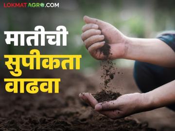 माती तयार होण्यासाठी किती वर्षांचा कालावधी लागतो, काय असते संपूर्ण प्रक्रिया  - Marathi News | Latest News Soil Land How many years does it take to form soil, what is entire process | Latest News at Lokmat.com