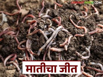Vermicompost : नैसर्गिक शेतीची नवी दिशा; गायवळ जैवसंसाधन केंद्र राज्यभर गाजलं वाचा सविस्तर - Marathi News | latest news Vermicompost: A new direction in natural farming; Gaiwal Bioresource Center is famous across the state Read in detail | Latest News at Lokmat.com Vermicompost : नैसर्गिक शेतीची नवी दिशा; गायवळ जैवसंसाधन केंद्र राज्यभर गाजलं वाचा सविस्तर - Marathi News | latest news Vermicompost: A new direction in natural farming; Gaiwal Bioresource Center is famous across the state Read in detail | Latest News at Lokmat.com