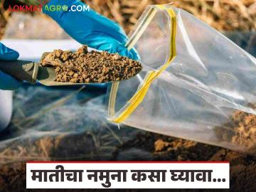 World Soil Day : माती तपासणीसाठी किती खोलीवरून नमुना घ्यावा लागतो, वाचा सविस्तर  - Marathi News | Latest News World Soil Day How deep should sample be taken for soil testing, read in detail | Latest News at Lokmat.com