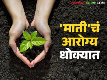 राज्यात खतांचा आणि कीटकनाशकांचा होतोय बेसुमार वापर; काय म्हणतोय माती आरोग्याचा रिपोर्ट? - Marathi News | Excessive use of fertilizers and pesticides in the state; What does the soil health report say? | Latest News at Lokmat.com