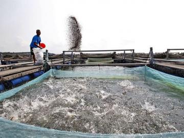 Fish Farming Tips : माशांची वाढ झपाट्याने वाढवायची आहे, असे करा खाद्य व्यवस्थापन, वाचा सविस्तर  - Marathi News | Latest News fish farming Do this food management to increase fish growth rapidly see details | Latest News at Lokmat.com