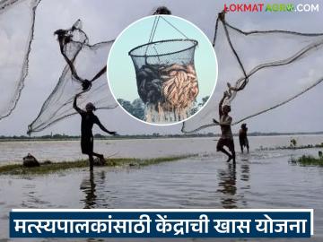 Matsya Palan Yojana : मत्स्य व्यवसाय सुरक्षित करा; केंद्राची खास योजना देणार मोठा आर्थिक आधार - Marathi News | latest news Matsya Palan Yojana: Secure the fishing business; The center's special scheme will provide huge financial support | Latest News at Lokmat.com