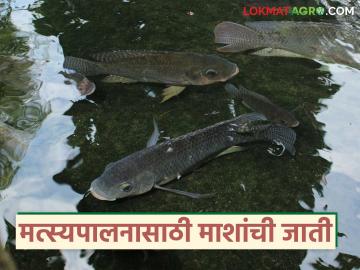 मत्स्यपालन व्यवसायासाठी नेमके कुठले मासे बेस्ट अन् अधिक उत्पन्न देतात, वाचा सविस्तर  - Marathi News | Read in detail which fish are best and give more income for fish farming business. | Latest News at Lokmat.com