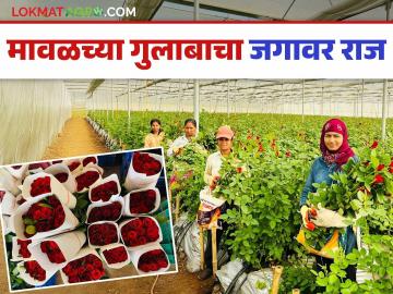 जगभर पसरणार मावळातील गुलाबाचा दरवळ; तब्बल एक कोटीच्यावर गुलाब फुले बाजारात जाणार - Marathi News | The rose smell in Maval will spread all over the world; Over one crore roses will go to the market | Latest News at Lokmat.com