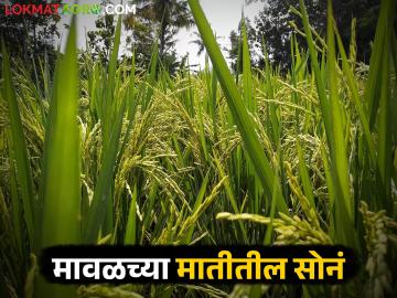 मावळच्या शिवारातील भाताचा प्रसिद्ध 'इंद्रायणी' हा वाण कसा तयार झाला? जाणून घ्या सविस्तर - Marathi News | How was the famous 'Indrayani' variety of rice from the Shivara of Maval created? Find out in detail | Latest News at Lokmat.com मावळच्या शिवारातील भाताचा प्रसिद्ध 'इंद्रायणी' हा वाण कसा तयार झाला? जाणून घ्या सविस्तर - Marathi News | How was the famous 'Indrayani' variety of rice from the Shivara of Maval created? Find out in detail | Latest News at Lokmat.com