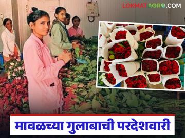'व्हॅलेंटाइन्स डे'साठी मावळच्या गुलाबाची क्रेझ; यंदा तब्बल ५० ते ५५ लाख फुलांची निर्यात होणार - Marathi News | Maval rose craze for Valentine's Day; 50 to 55 lakh flowers to be exported this year | Latest News at Lokmat.com