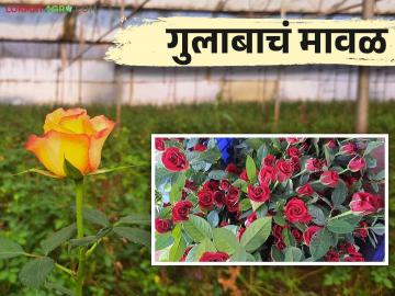 Rose Farming Success Story: जगाच्या फुल मार्केटवर राज करतोय मावळचा गुलाब - Marathi News | Rose Farming Success Story: Maval rose is ruling the flower market of the world | Latest News at Lokmat.com