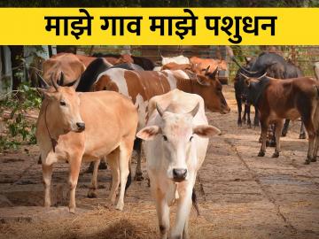 राष्ट्रीय ग्राम स्वराज अभियानात पशुसंवर्धन कुठे आणि कसे? - Marathi News | Where and how animal husbandry in the National Gram Swaraj Mission? | Latest News at Lokmat.com