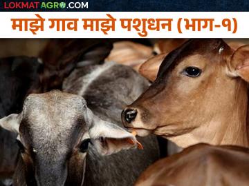 पशुवैद्यकीय दवाखान्यात जनावरांना कशी मिळते सेवा - Marathi News | How livestock are served in veterinary clinics | Latest News at Lokmat.com