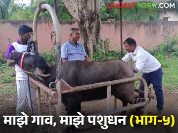 जनावरांतील कृत्रिम रेतन प्रक्रियेत पशुपालकाची जबाबदारी काय? - Marathi News | What is the responsibility of the farmer in the process of artificial insemination in livestock? | Latest News at Lokmat.com