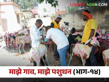 शेळ्या-मेंढ्यातील आंत्रविषार प्राण घातक ठरू शकतो, वेळीच करा उपाय - Marathi News | Enterotoximia Disease in sheep and goats; how to treat | Latest News at Lokmat.com शेळ्या-मेंढ्यातील आंत्रविषार प्राण घातक ठरू शकतो, वेळीच करा उपाय - Marathi News | Enterotoximia Disease in sheep and goats; how to treat | Latest News at Lokmat.com