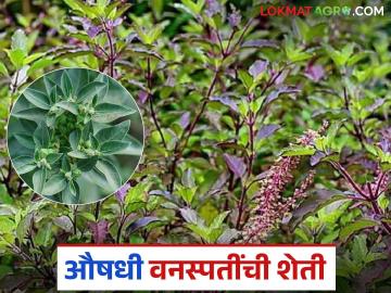 Medicinal Plants Farming : औषधी शेतीकडे वळतेय वाशिम! 'आत्मा' यंत्रणेकडून शेतकऱ्यांसाठी नवा संजीवनी उपाय - Marathi News | latest news Medicinal Plants Farming: Washim is turning to medicinal farming! New life-saving solution for farmers from 'Atma' system | Latest News at Lokmat.com Medicinal Plants Farming : औषधी शेतीकडे वळतेय वाशिम! 'आत्मा' यंत्रणेकडून शेतकऱ्यांसाठी नवा संजीवनी उपाय - Marathi News | latest news Medicinal Plants Farming: Washim is turning to medicinal farming! New life-saving solution for farmers from 'Atma' system | Latest News at Lokmat.com