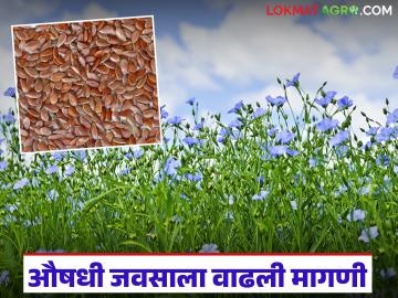 Flax Seed Cultivation : औषधी जवसाची धमाकेदार 'एन्ट्री'; रब्बी हंगामात शेतकऱ्यांचा वाढता ओढा - Marathi News | latest news Flax Seed Cultivation: A big entry of medicinal flax; Growing demand from farmers during the Rabi season | Latest News at Lokmat.com