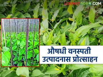 Medicinal Plants: तेल्हारा बाजार समितीचा काय आहे नवा उपक्रम जाणून घ्या सविस्तर - Marathi News | Medicinal Plants: latest news What is the new initiative of Telhara Market Committee? Know in detail | Latest News at Lokmat.com