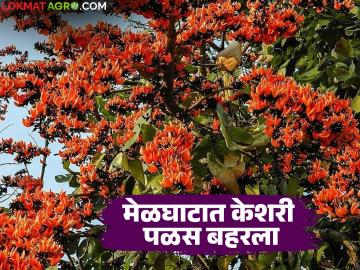 Melghat Orange Palash : अविश्वसनीय नजारा! मेळघाटात पळसाच्या बहराने जंगल केशरी - Marathi News | latest news Melghat Orange Palash: Incredible view! The forest turns orange with the blossom of the Palash in Melghat | Latest News at Lokmat.com