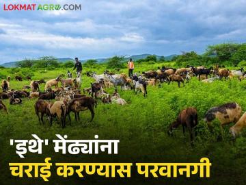आता मेंढपाळांना 'या' क्षेत्रावरही मेंढ्यांना चराई करण्यास परवानगी, वाचा सविस्तर - Marathi News | Latest News Now shepherds are allowed to graze sheep in forest area too, read in detail | Latest News at Lokmat.com आता मेंढपाळांना 'या' क्षेत्रावरही मेंढ्यांना चराई करण्यास परवानगी, वाचा सविस्तर - Marathi News | Latest News Now shepherds are allowed to graze sheep in forest area too, read in detail | Latest News at Lokmat.com