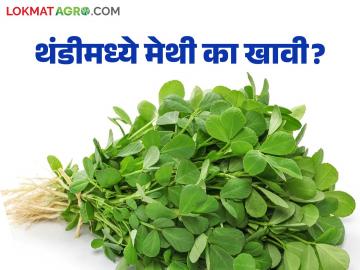 थंडीमध्ये रोगप्रतिकारशक्ती वाढवायची तर मग खा 'ही' सर्वगुणसंपन्न पालेभाजी - Marathi News | If you want to boost your immunity in winter, then eat this versatile leafy vegetable | Latest News at Lokmat.com