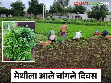 धावडा-वालसावंगी येथील मेथीची बऱ्हाणपूरसह अकोला, नागपूर, पुणेकरांना गोडी....! - Marathi News | Fenugreek from Dharwad-Walsawangi demand to Burhanpur, Akola, Nagpur and Pune market | Latest News at Lokmat.com