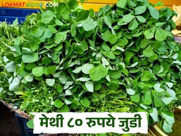 Methi Market : गावरान मेथीला हंगामात प्रथमच 80 रुपये भाव; आठवडाभर मेथीचे दर कसे राहिले? - Marathi News | Latest News Methichi Bhaji market Gavran fenugreek fetches Rs 80 for first time in season | Latest News at Lokmat.com Methi Market : गावरान मेथीला हंगामात प्रथमच 80 रुपये भाव; आठवडाभर मेथीचे दर कसे राहिले? - Marathi News | Latest News Methichi Bhaji market Gavran fenugreek fetches Rs 80 for first time in season | Latest News at Lokmat.com