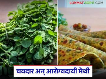 Methicha Paratha : चवदार अन् आरोग्यदायी असलेला मेथीचा पराठा, वाचा सोपी रेसिपी - Marathi News | Latest News Methi Paratha Tasty and healthy fenugreek paratha, read the easy recipe | Latest News at Lokmat.com Methicha Paratha : चवदार अन् आरोग्यदायी असलेला मेथीचा पराठा, वाचा सोपी रेसिपी - Marathi News | Latest News Methi Paratha Tasty and healthy fenugreek paratha, read the easy recipe | Latest News at Lokmat.com