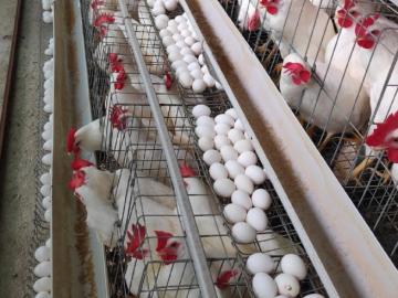 रोजंदारीवर काम करणारे विदर्भातील हे शेतकरी पोल्ट्रीतून झाले करोडपती - Marathi News | Millionaire Farmer of Vidarbha | Latest agriculture News at Lokmat.com